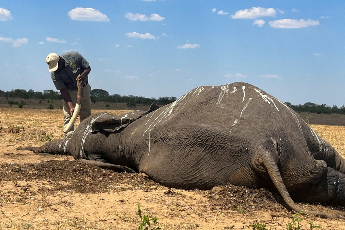 Namíbia anuncia abate de 723 animais selvagens, incluindo 83 elefantes, para distribuir carne a afetados por seca severa